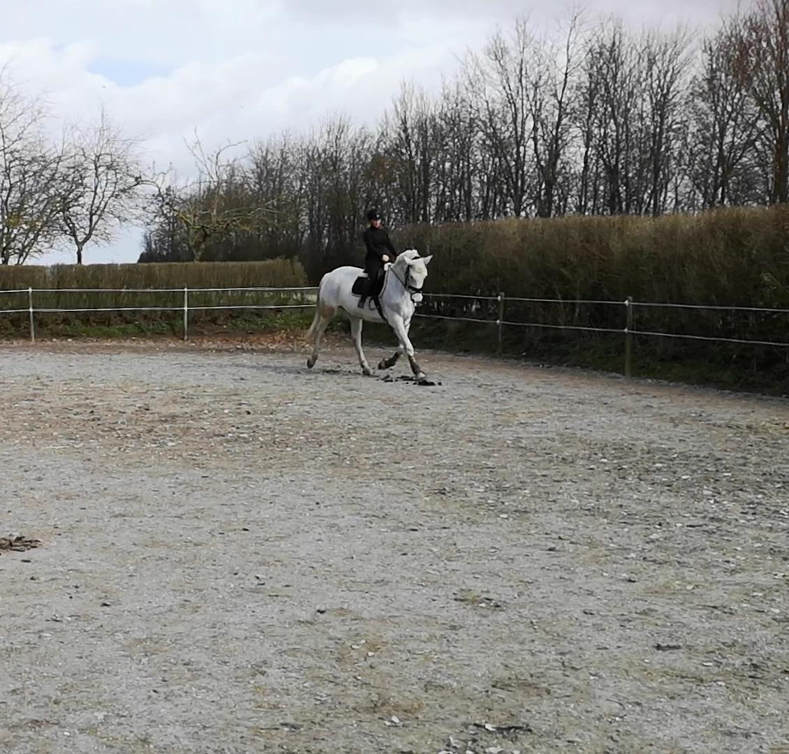 Holstener Rhea castellina billede 9