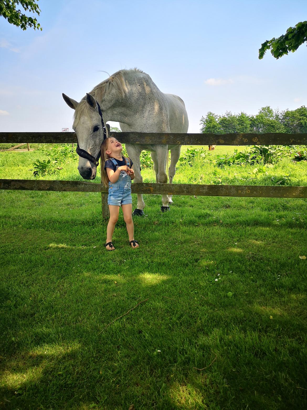 Holstener Rhea castellina - Aviaya Marie og Rhea, sommeren 2019 billede 11