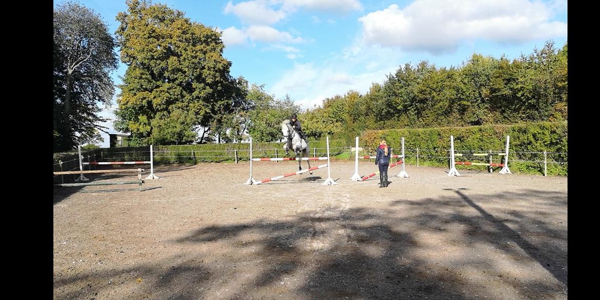 Holstener Rhea castellina - Spring sensommeren 2018 billede 12