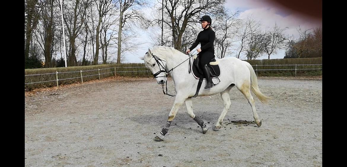 Holstener Rhea castellina - Dressur 2019 billede 13