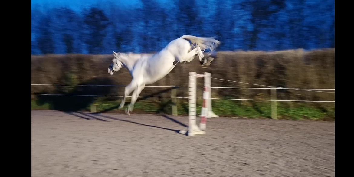 Holstener Rhea castellina - Løsspringer 1.60  mtr. billede 15