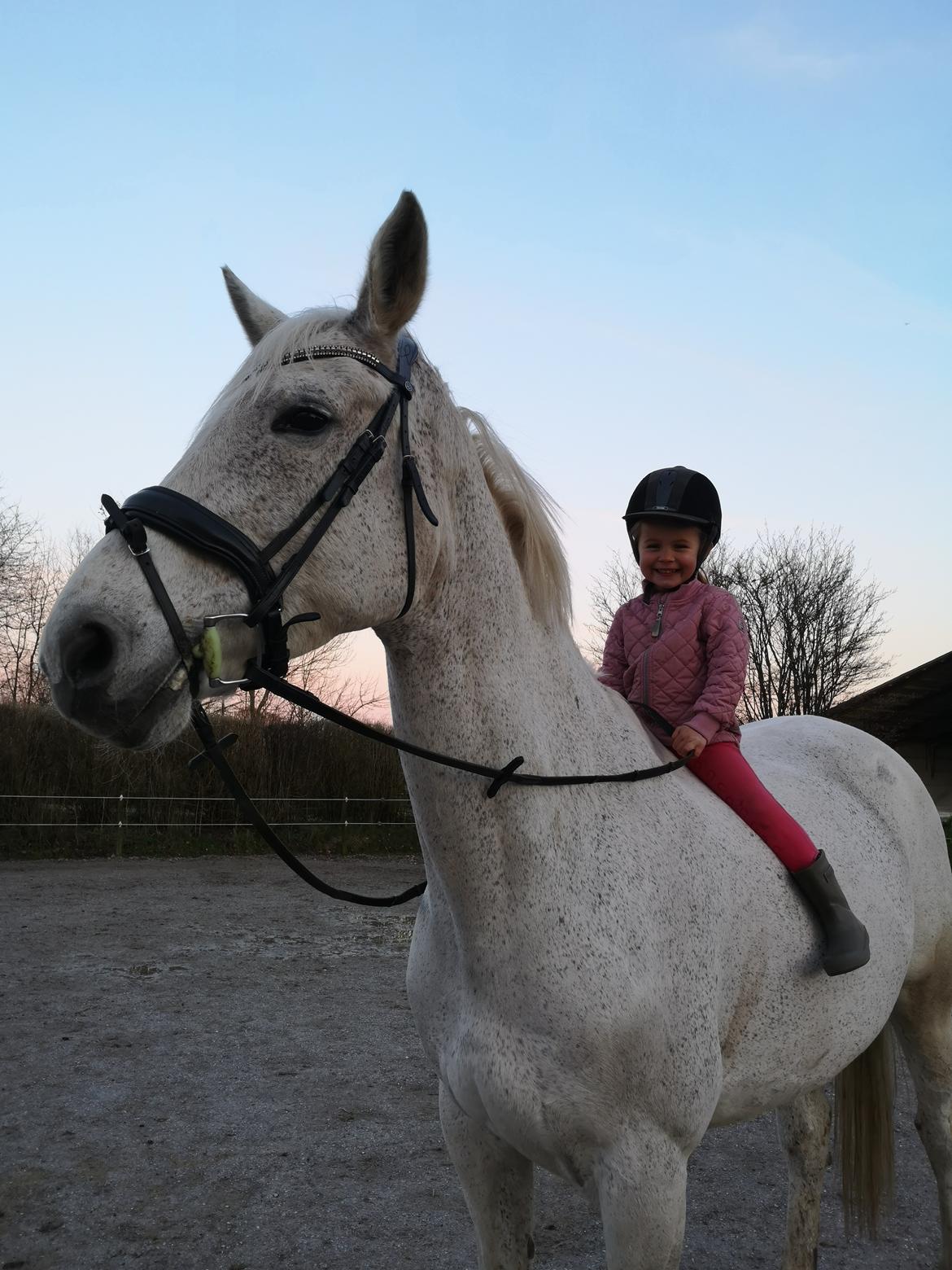 Holstener Rhea castellina - Aviaya Marie og Rhea billede 16