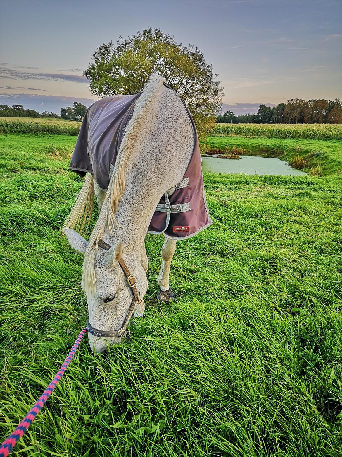 Holstener Rhea castellina - hygge i det høje græs billede 17