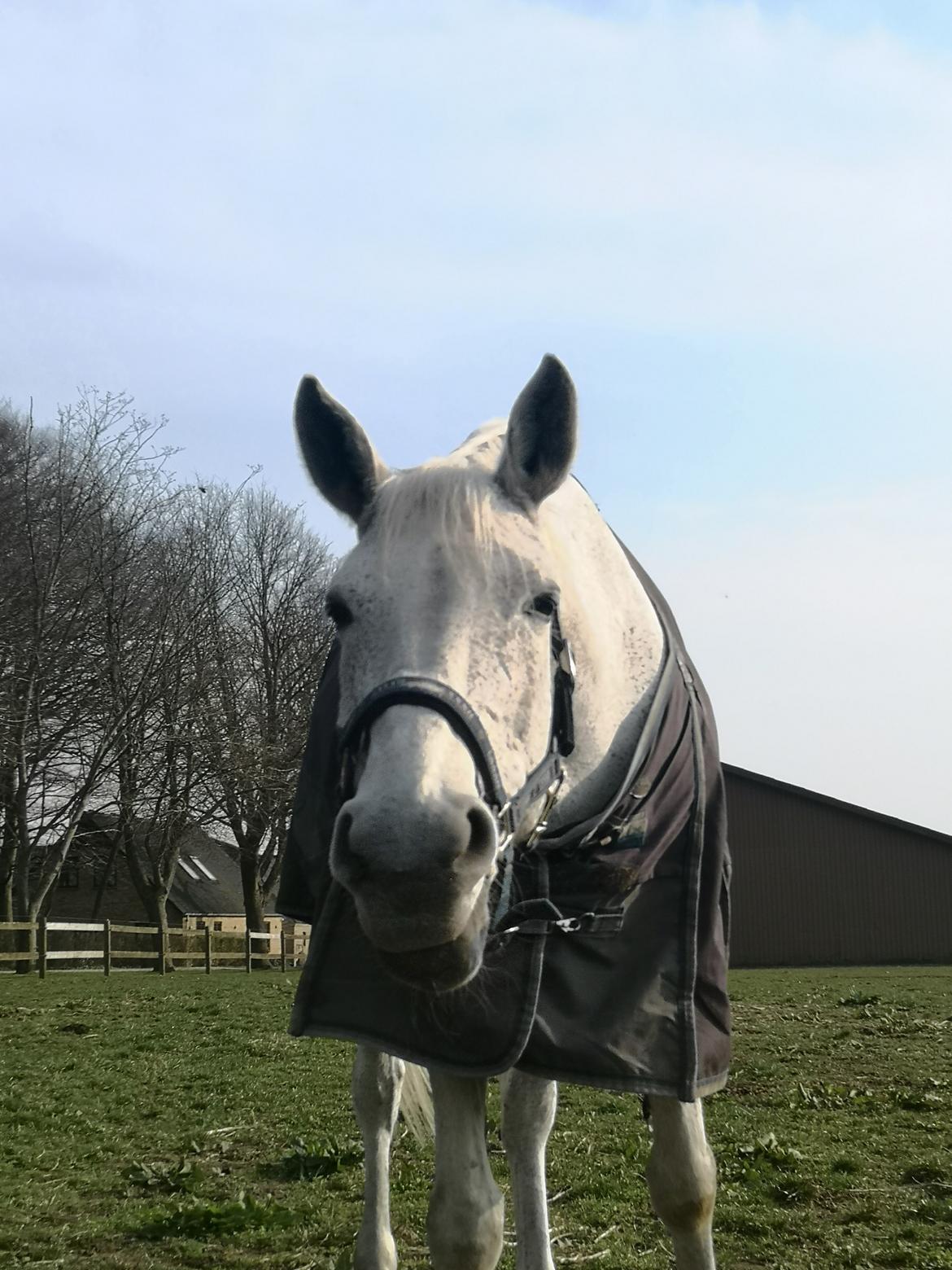 Holstener Rhea castellina - Go'daw mad mor billede 18