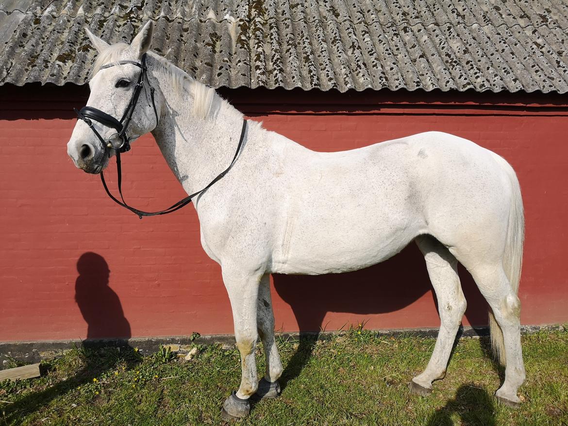 Holstener Rhea castellina - Formen 2018 billede 19