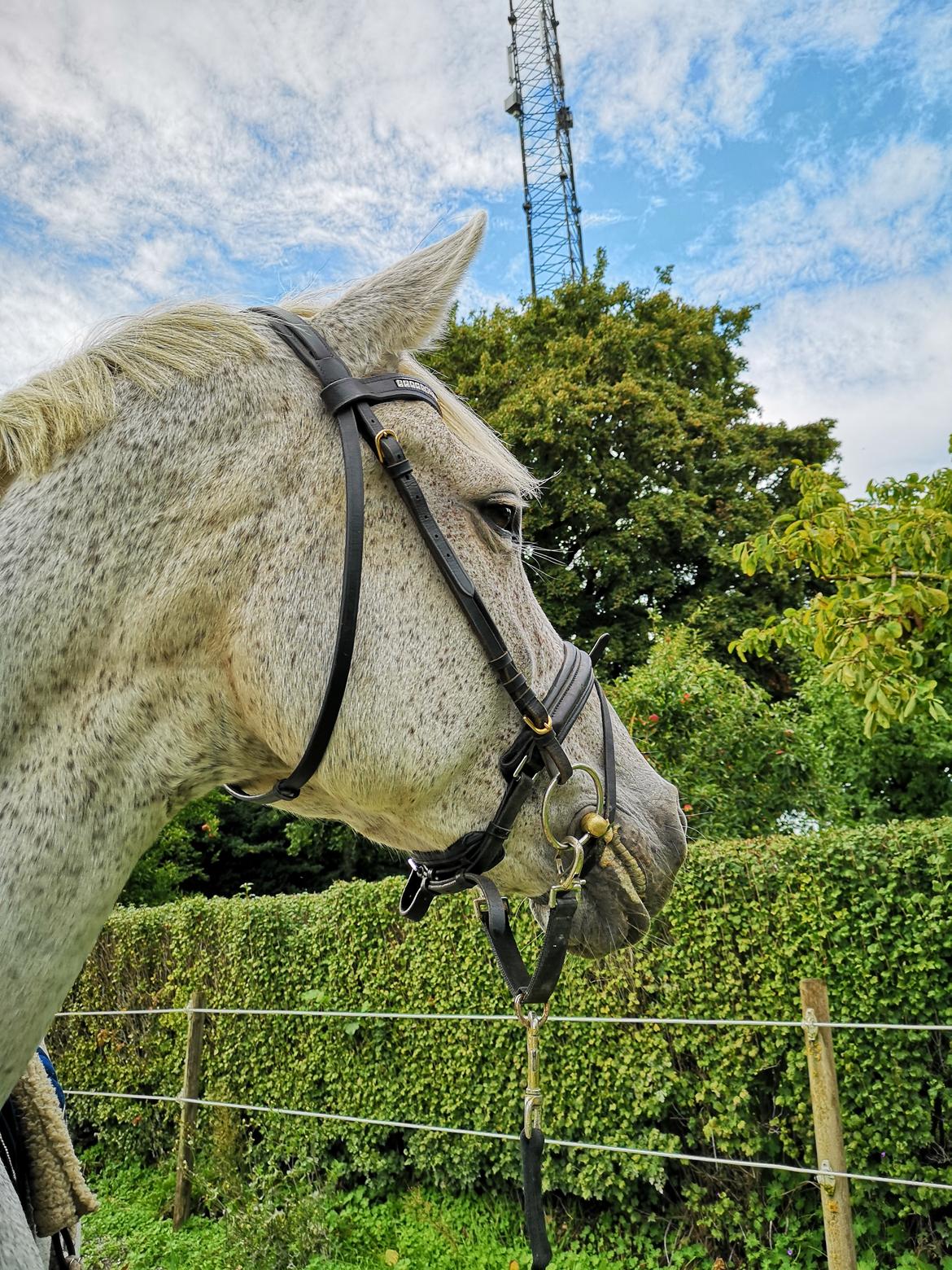 Holstener Rhea castellina - Min prinsesse billede 20