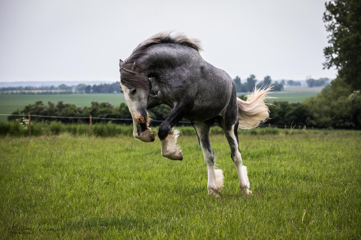 Shire Halds Theodor - Din Dyrefotograf billede 7