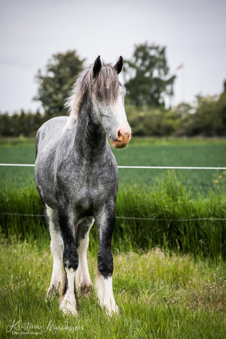 Shire Halds Theodor - Din Dyrefotograf billede 5