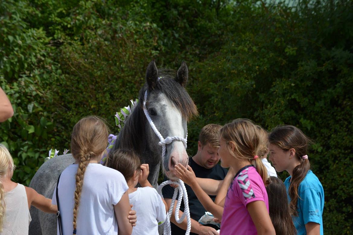 Shire Halds Theodor - Stort hit hos børnene ved Danish shire horse show 2018 billede 9