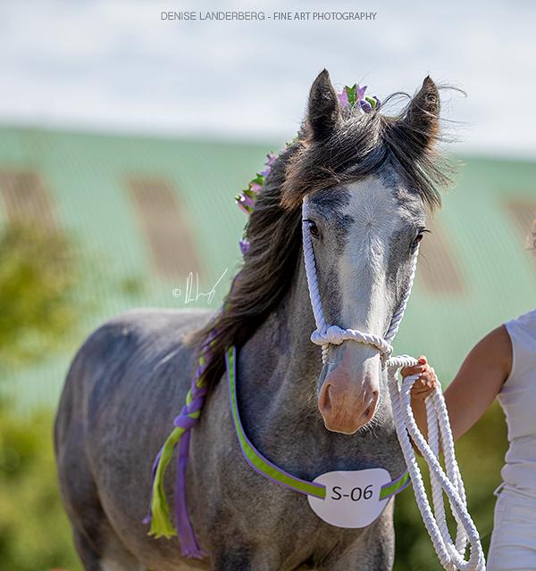 Shire Halds Theodor - Danish shire horse show 2018 billede 10