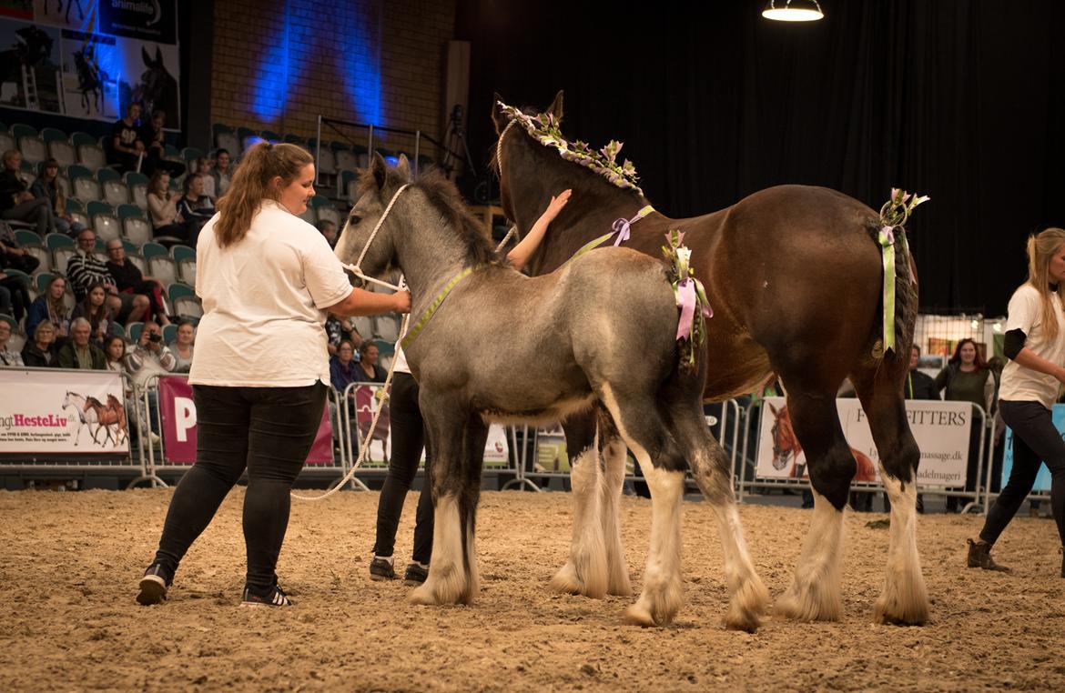 Shire Halds Theodor - Hillerød horseshow 2017 billede 14