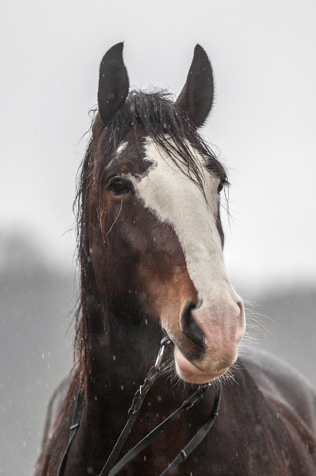 Shire Shirefarm en chating Elektra - Freja Photography billede 1