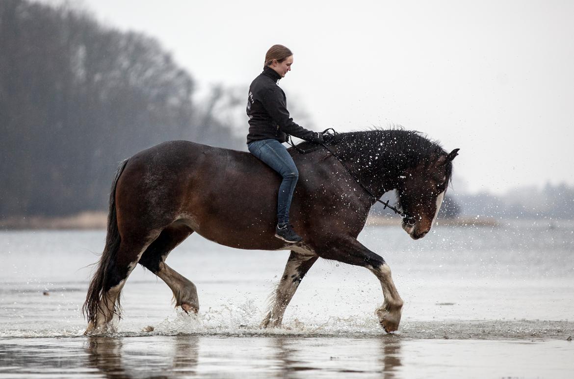 Shire Shirefarm en chating Elektra - Freja Photography billede 14