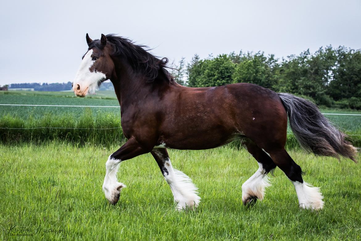 Shire Shirefarm en chating Elektra - Din Dyrefotograf billede 3