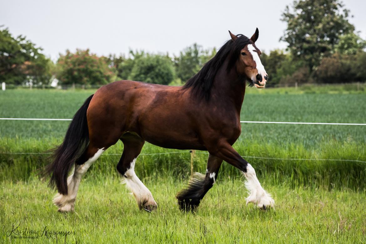 Shire Skovlys maybeline - Din Dyrefotograf billede 4