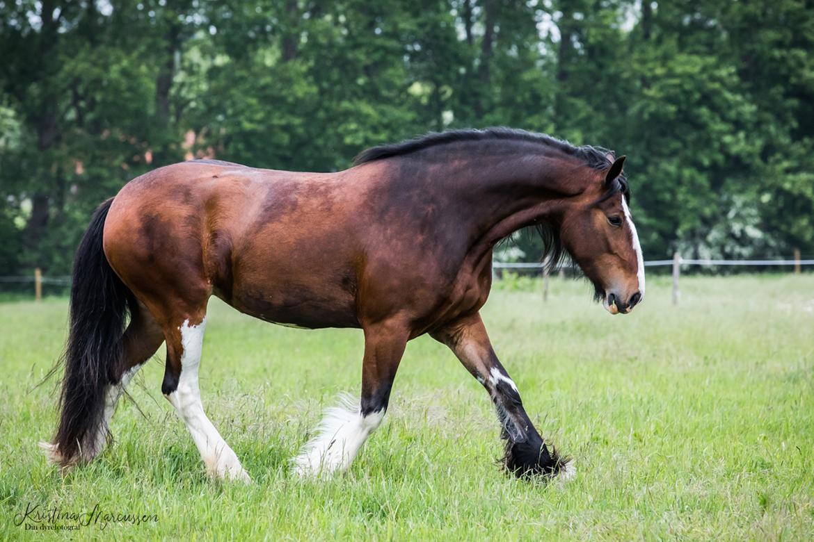 Shire Skovlys maybeline billede 3