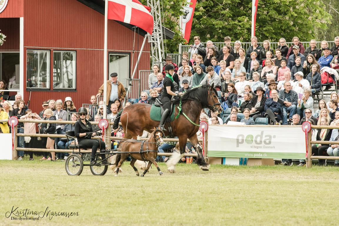 Shire Skovlys maybeline - Din Dyrefotograf billede 19