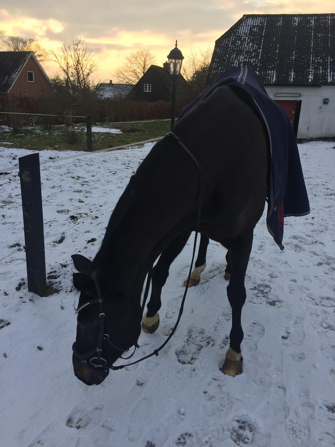 Dansk Varmblod Høagergaards Dark Force (Darky) billede 9