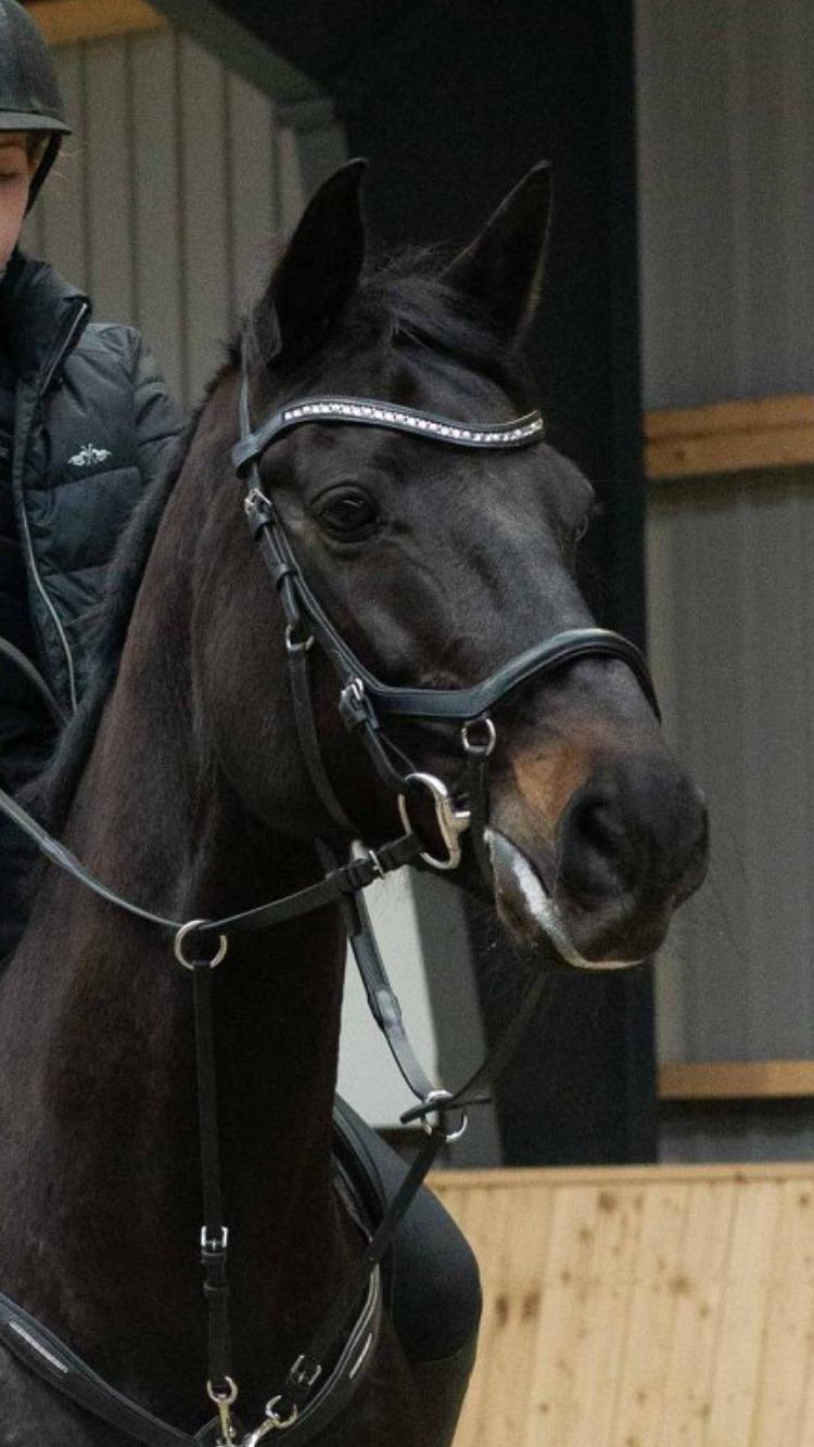 Dansk Varmblod Høagergaards Dark Force (Darky) - Foto: Jimmy Leen Friis billede 1