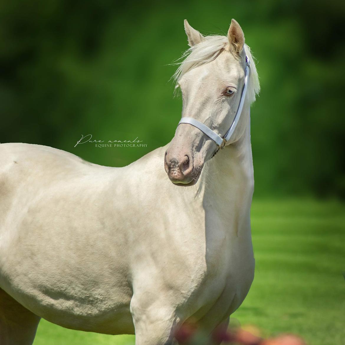 Welsh Cob (sec D) Cynheidrefawr faithful florence billede 11