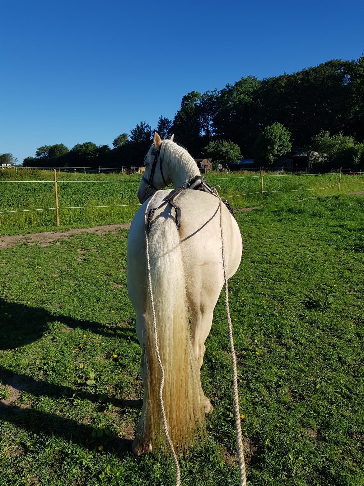 Welsh Cob (sec D) Cynheidrefawr faithful florence billede 10