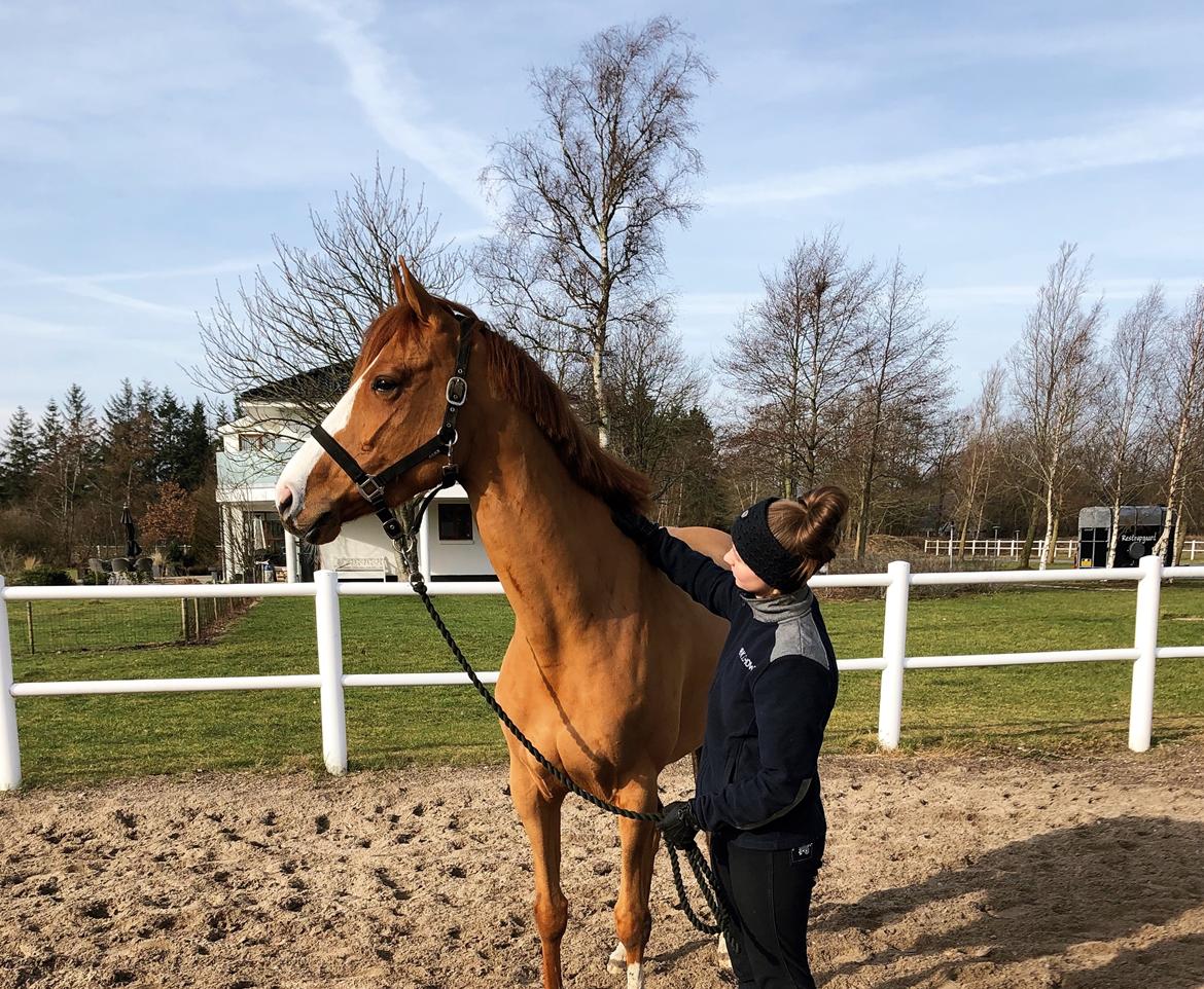 Dansk Varmblod Simona K billede 1