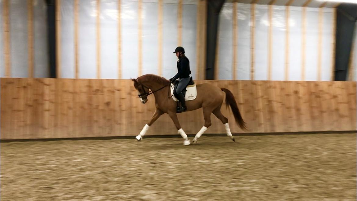 Dansk Varmblod Simona K billede 8