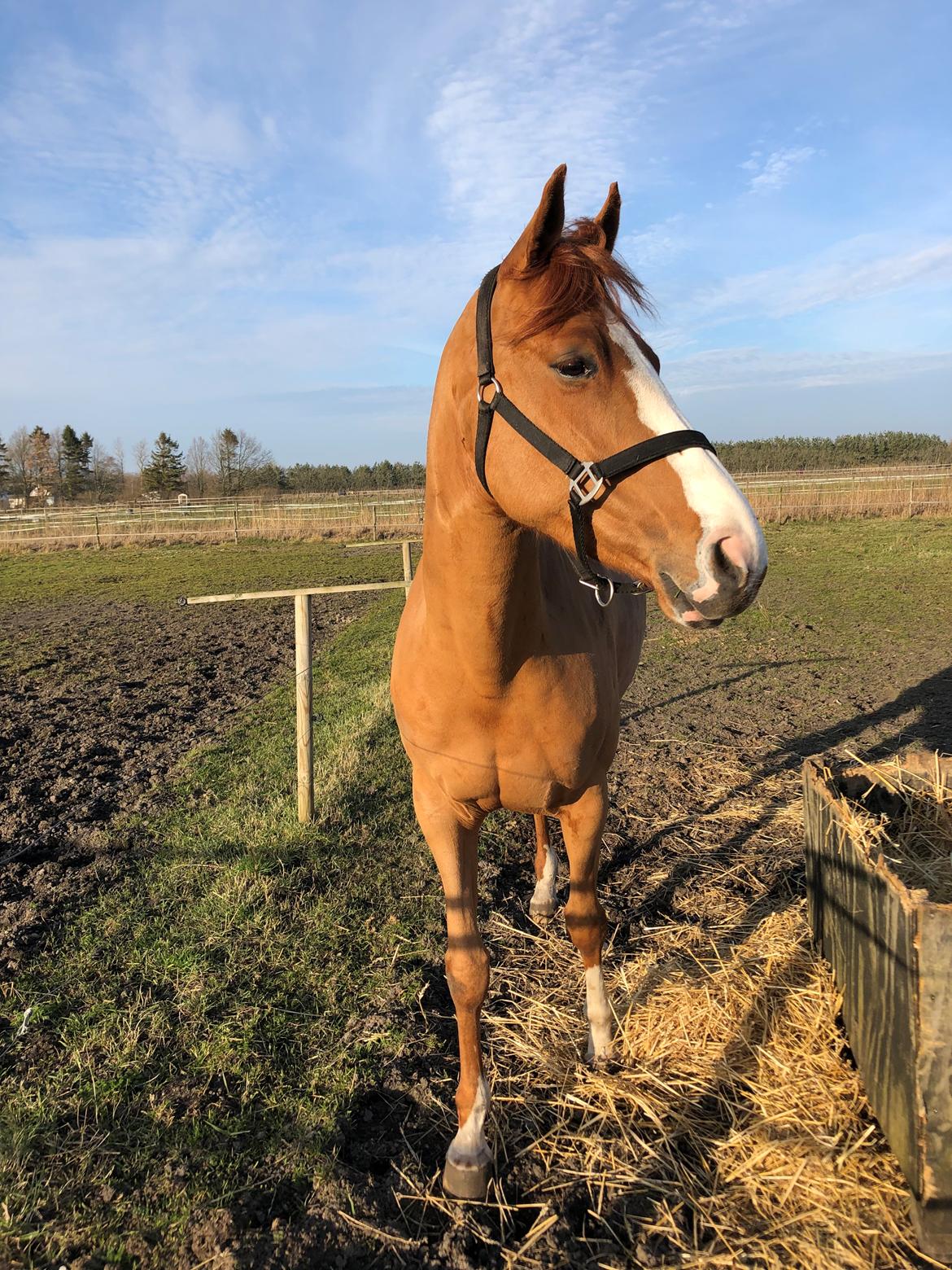 Dansk Varmblod Simona K billede 9