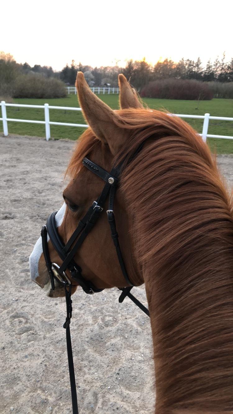 Dansk Varmblod Simona K billede 12