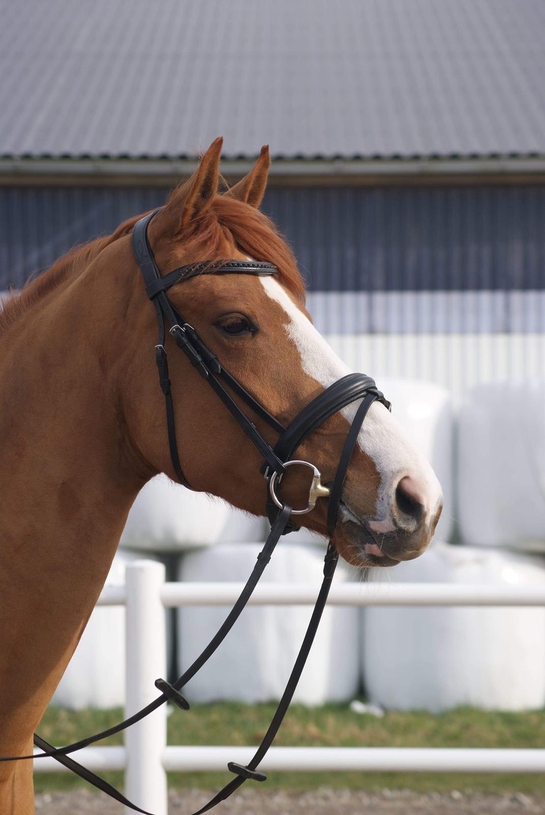 Dansk Varmblod Simona K billede 10