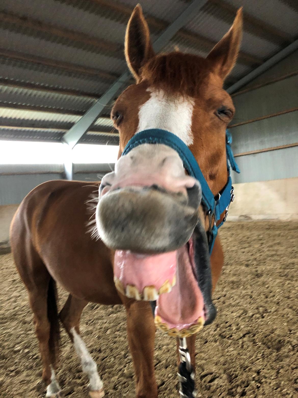 Dansk Varmblod Simona K billede 11