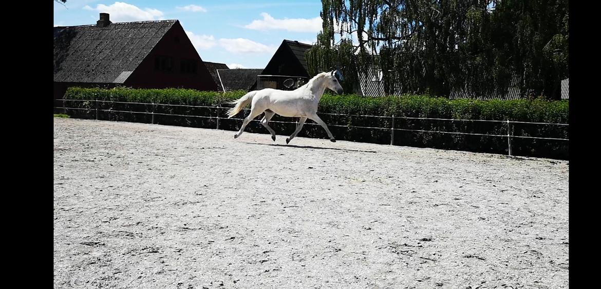Holstener Rhea castellina - Løs på banen 23/6-2019 billede 4