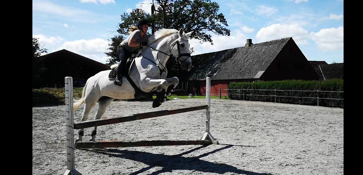 Holstener Rhea castellina - Spring 23/6-2019 billede 5