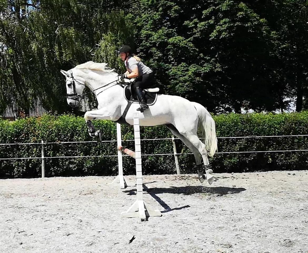 Holstener Rhea castellina - Spring 23/6-2019 billede 2