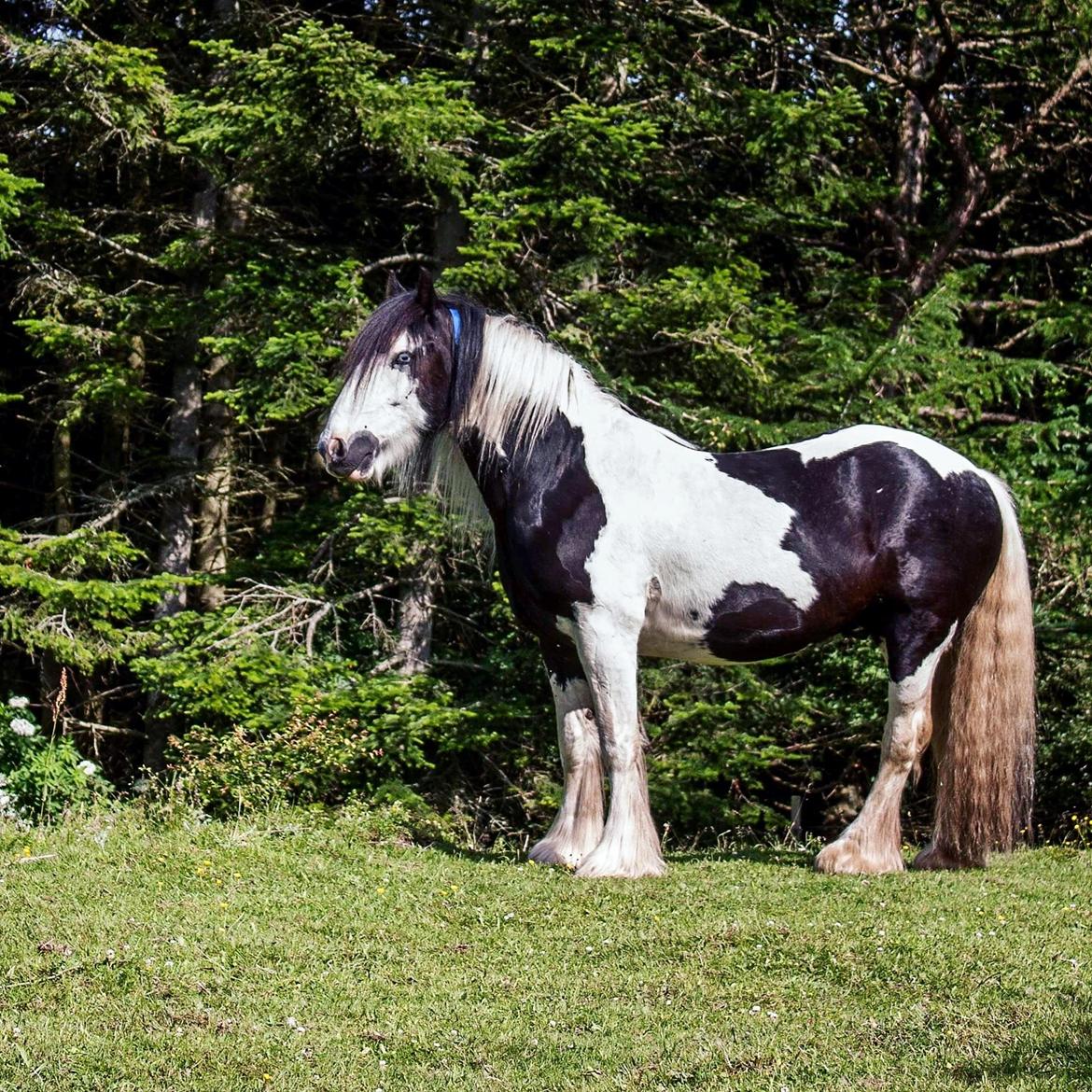 Irish Cob Gordon Blue billede 3