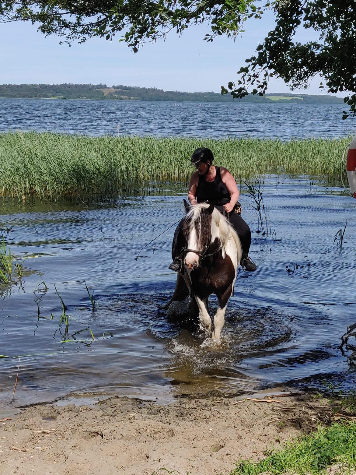 Irish Cob LL. Mølgaards McCoy - Første soppetur billede 11