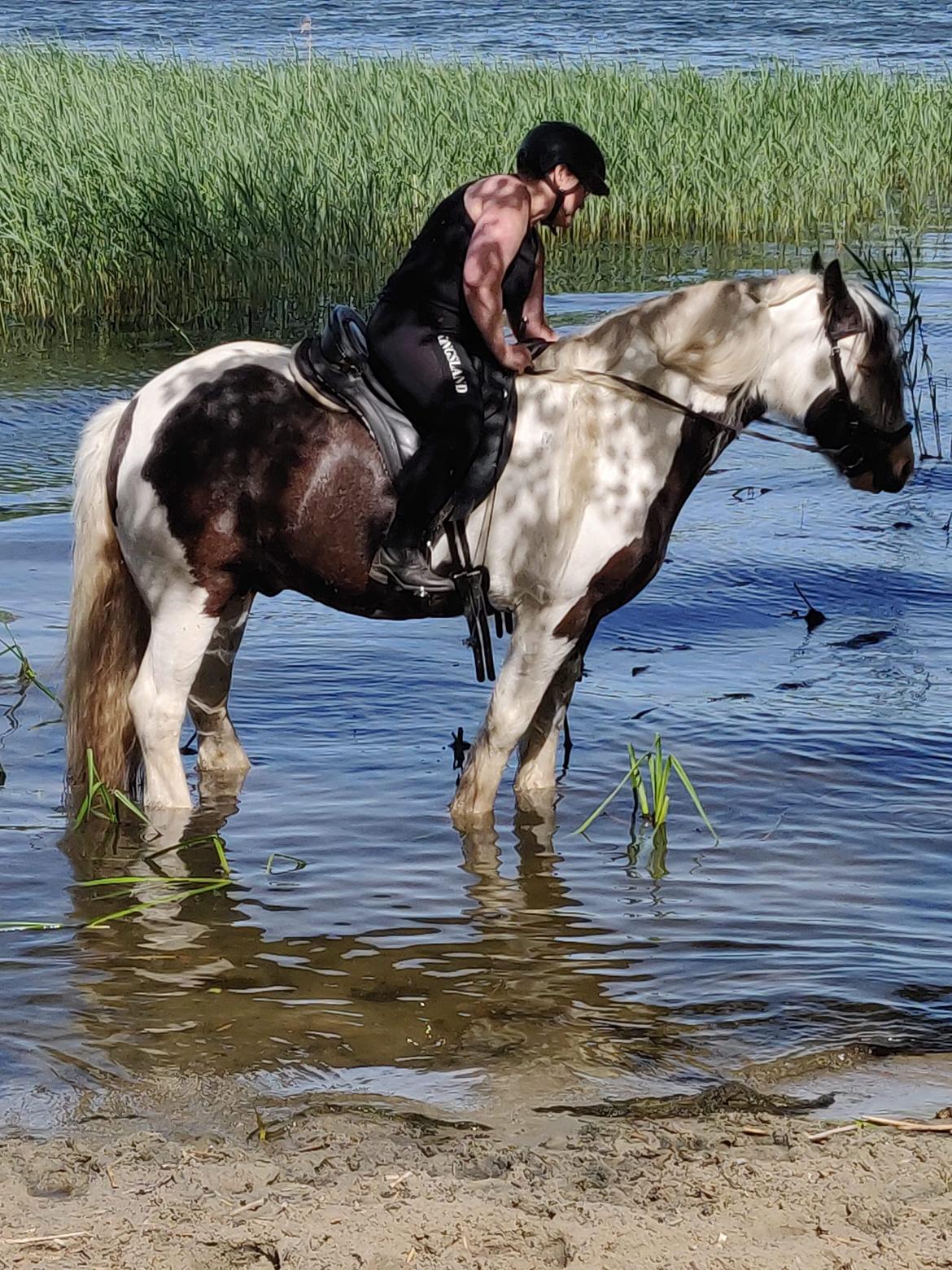 Irish Cob LL. Mølgaards McCoy - Første soppetur billede 12