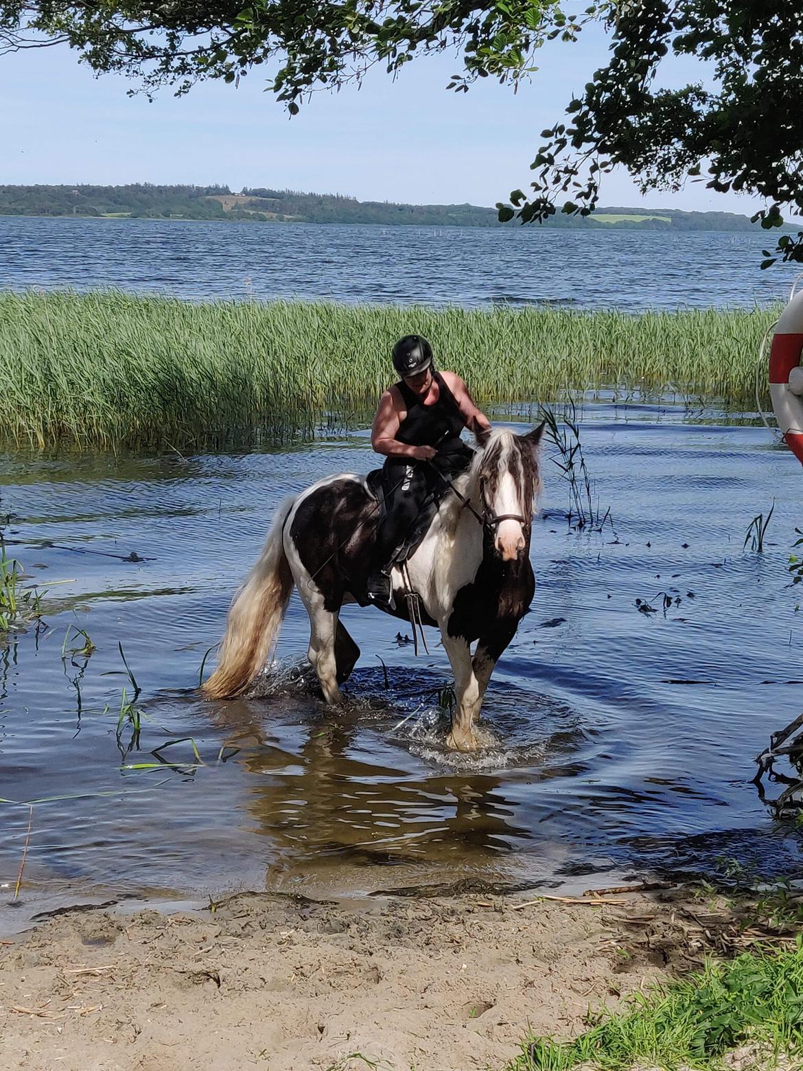 Irish Cob LL. Mølgaards McCoy - Første soppetur billede 13