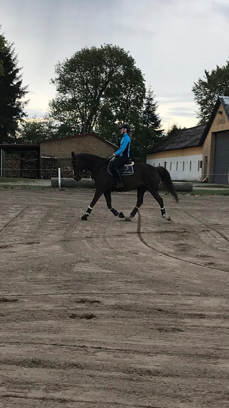 Anden særlig race Charlie billede 14