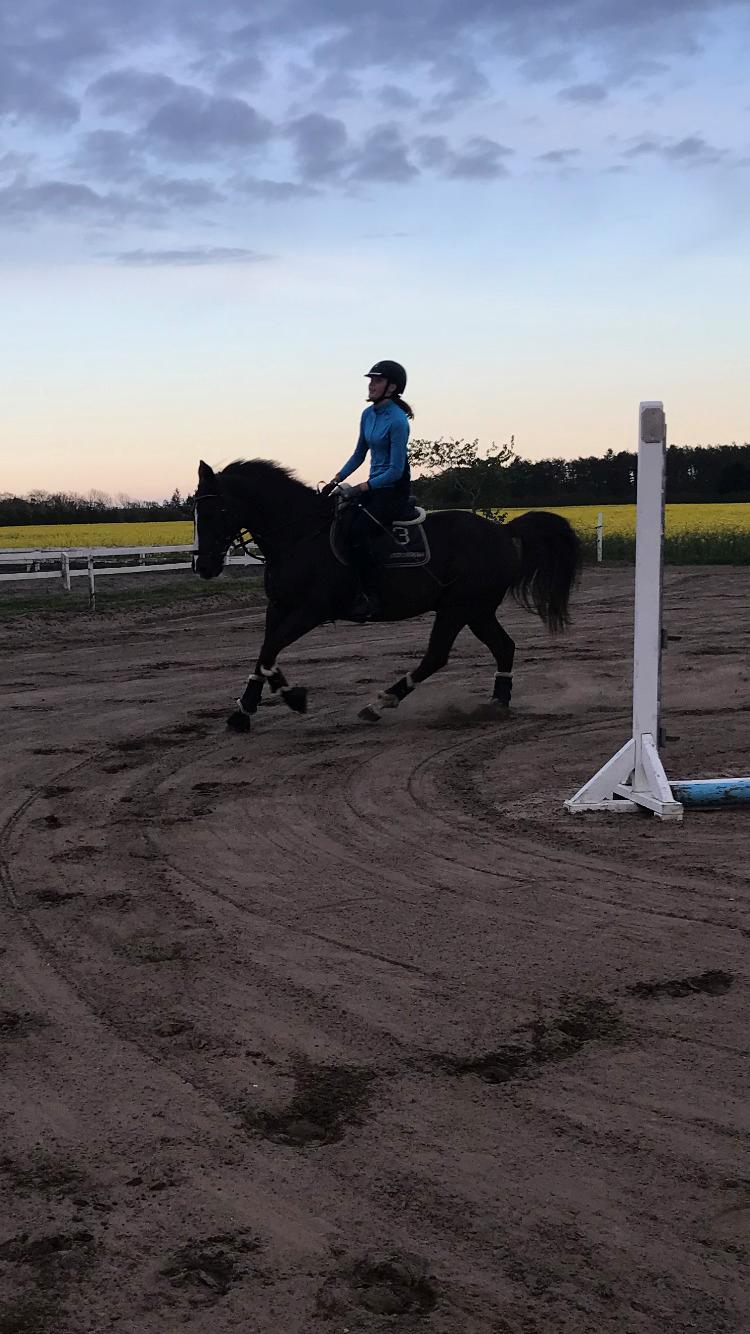 Anden særlig race Charlie billede 19