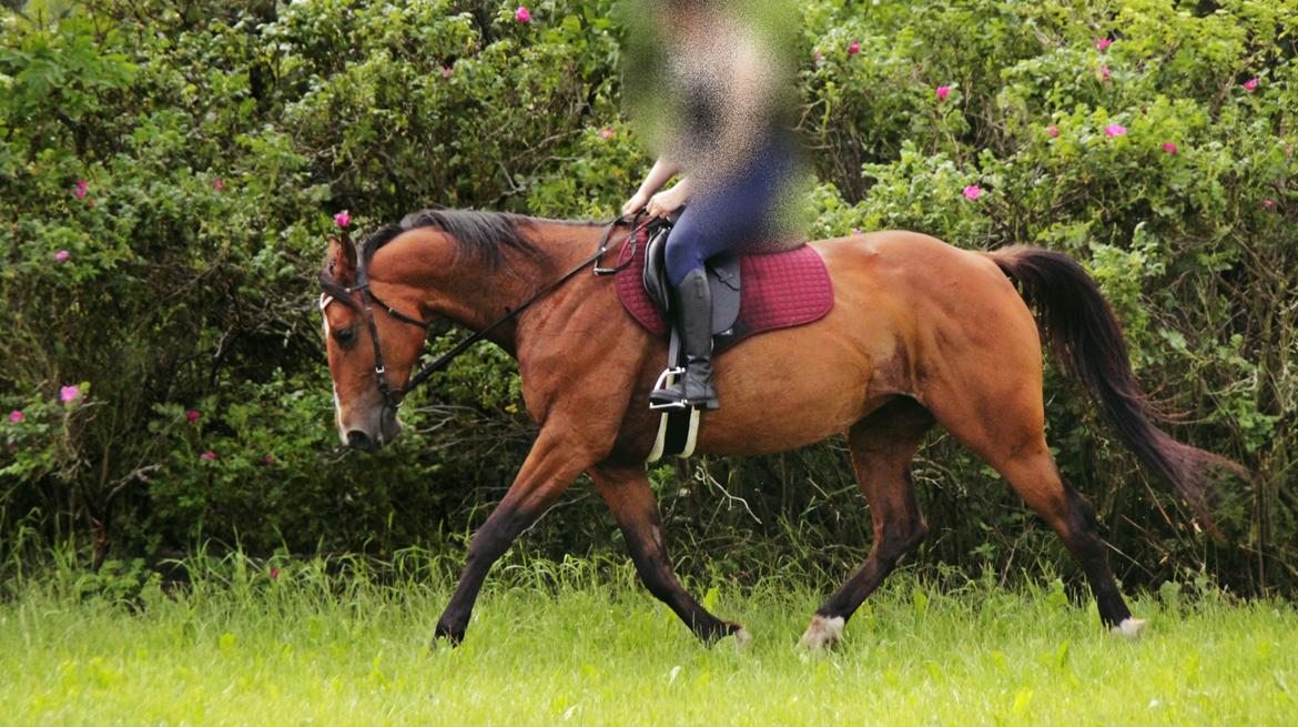 Traver Tijex Coyote billede 8