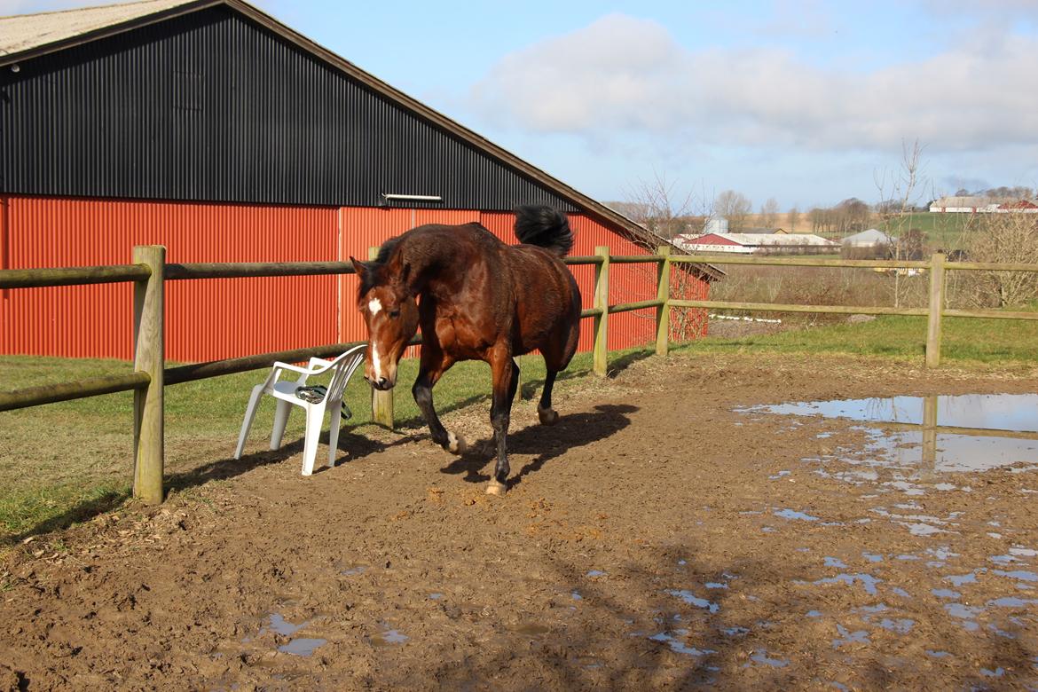 Traver Tijex Coyote billede 11