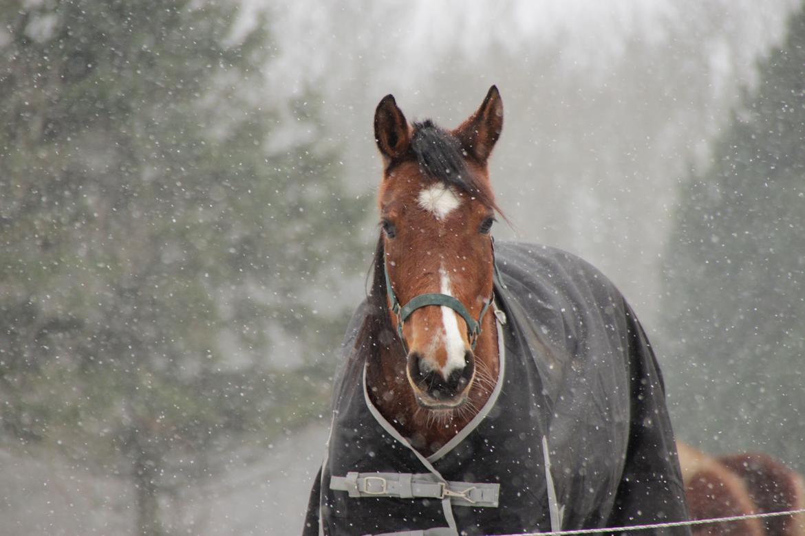 Traver Tijex Coyote billede 16