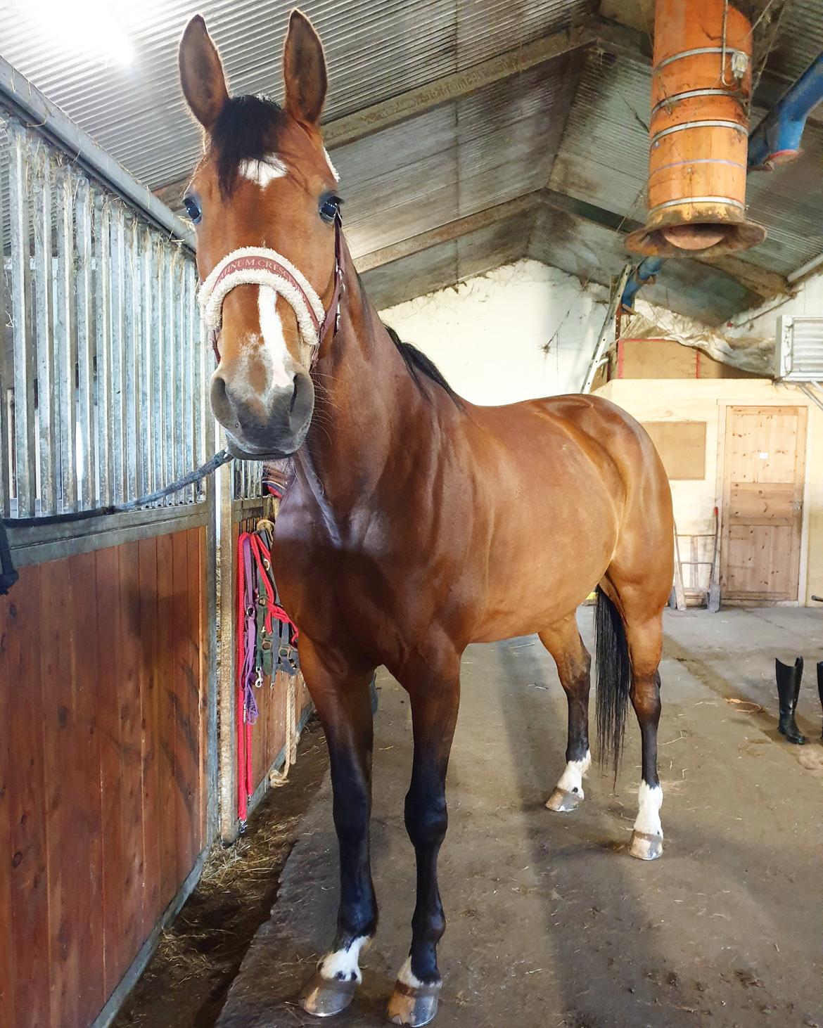 Traver Tijex Coyote billede 2