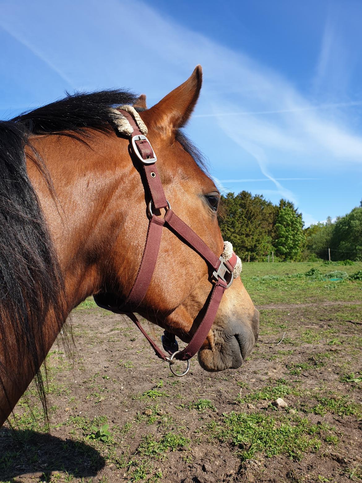 Traver Tijex Coyote billede 19