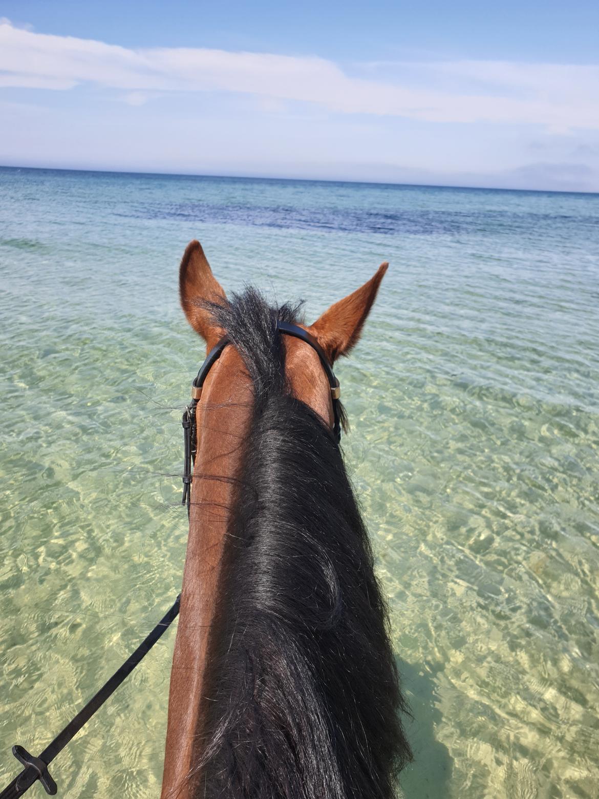 Traver Tijex Coyote billede 18