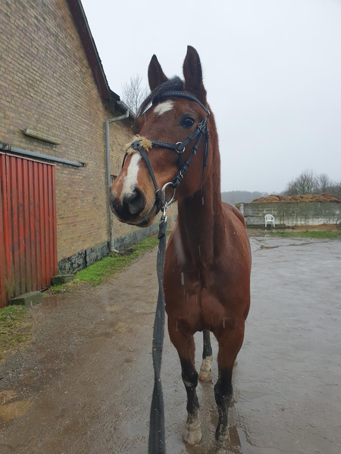 Traver Tijex Coyote billede 17