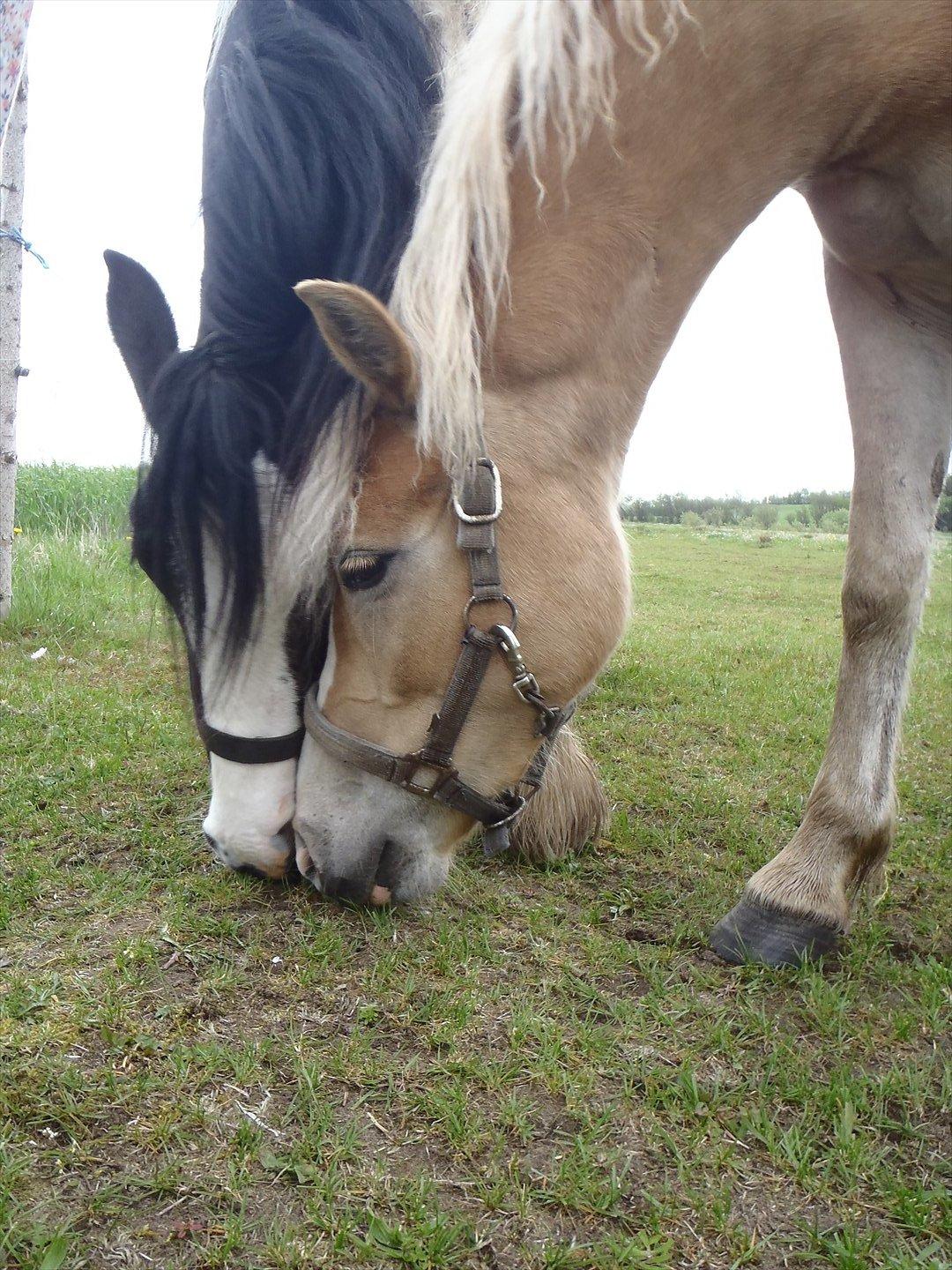 Irish Cob Isabella billede 5
