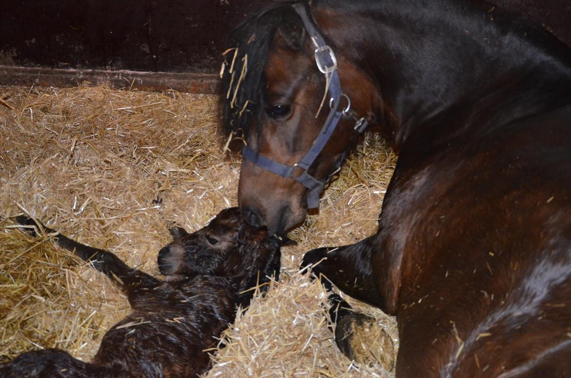 Dartmoor Innis Lille Hvirvel billede 3