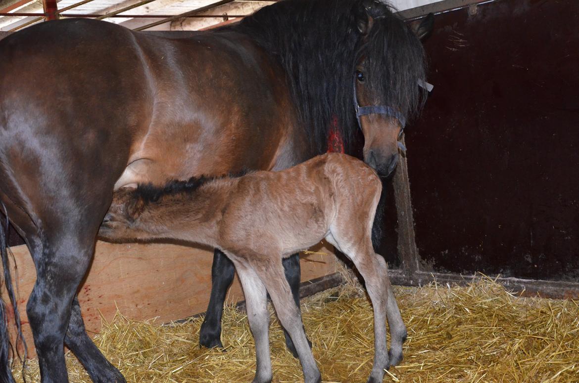 Dartmoor Innis Lille Hvirvel billede 4